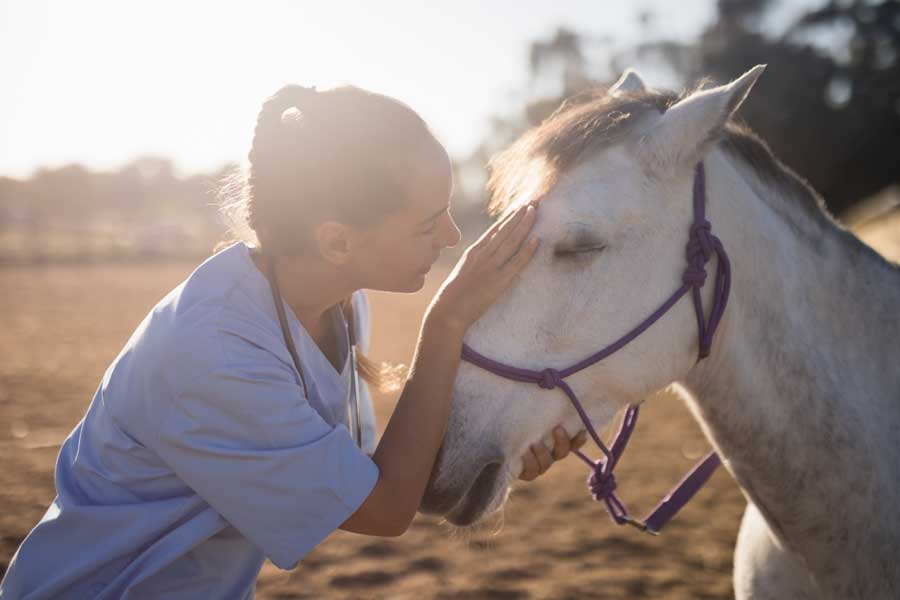 equine_therapy